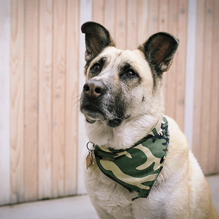 Wisetail LMS employee Cooper.