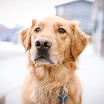 Wisetail LMS employee Summit.