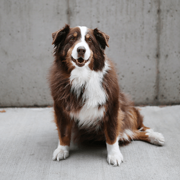 Wisetail LMS employee Zoey.