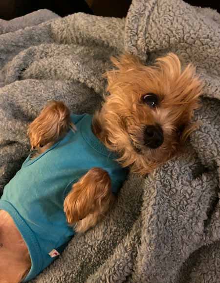 Bacon Bit laying on a blanket