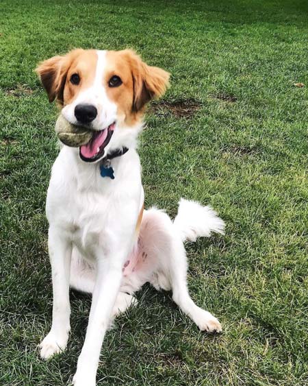 Gus with a tennis ball