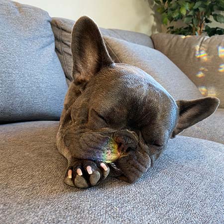 Hoss on the couch sleeping