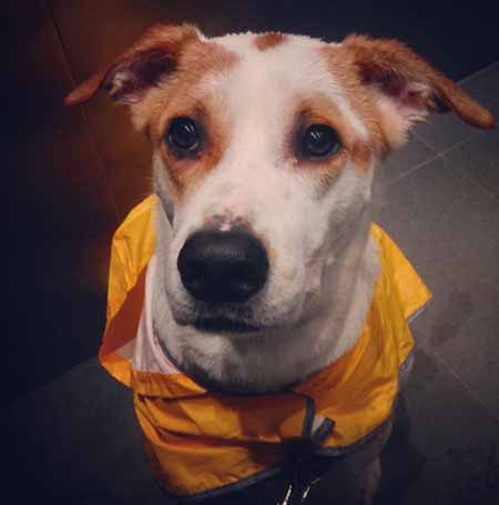 Wisetail dog Peter Parker