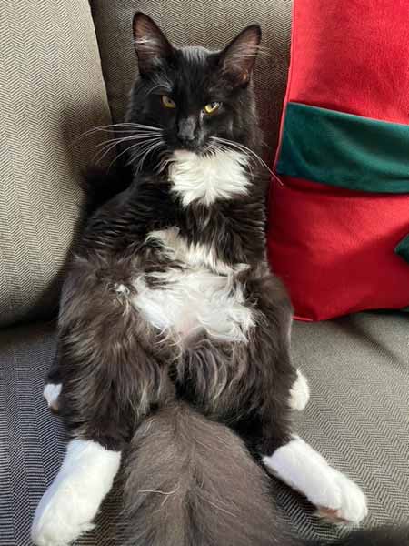 Shadow sitting on a couch