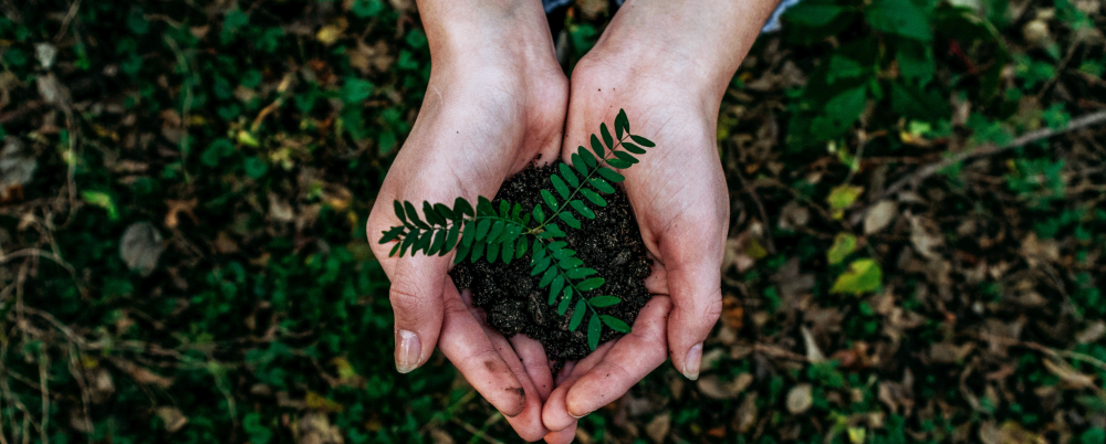 Photo: Hands hold a small fern sprouting from a pile of soil.