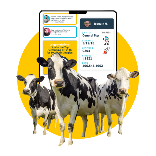 Three cows standing in front of an ipad showing a screenshot of Wisetail LMS